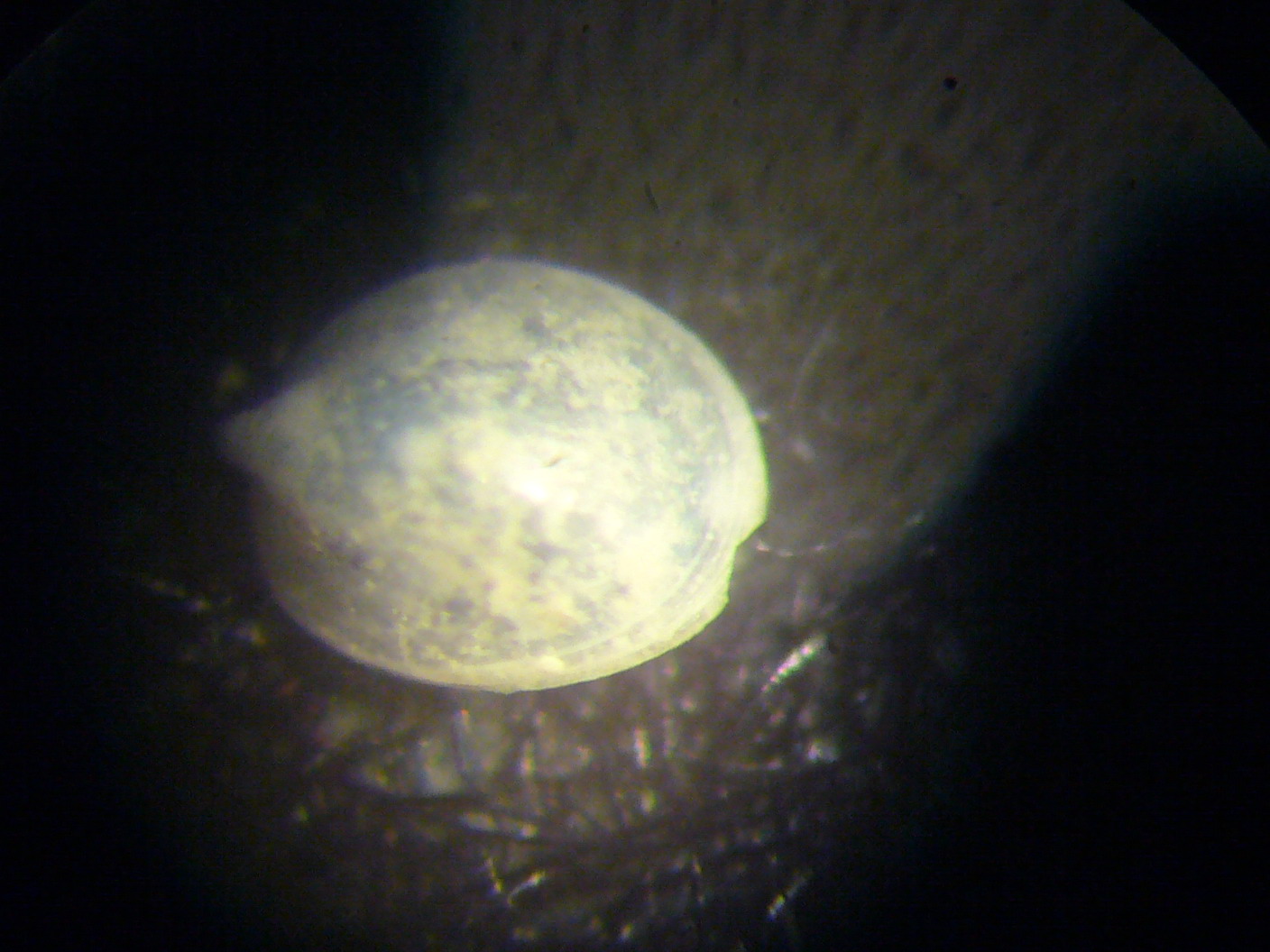 Veleropilina zografi?